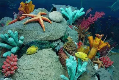 Ocean Life