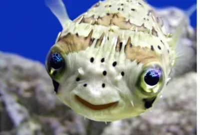 Ocean Life