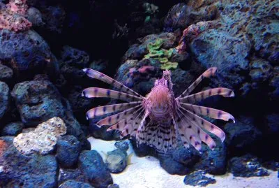 Ocean Life
