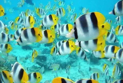 Ocean Life