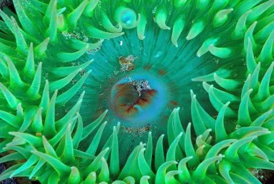 Ocean Life