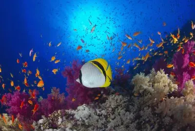 Ocean Life