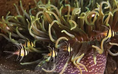 Ocean Life