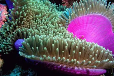 פאזל של Ocean Life