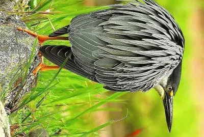 פאזל של natural