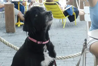 פאזל של Dog