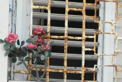 Flowers in the window