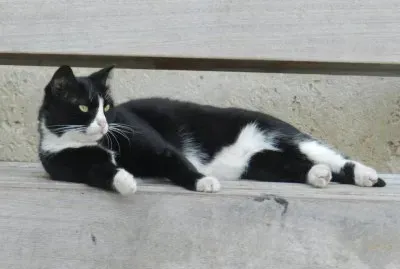 פאזל של The cat
