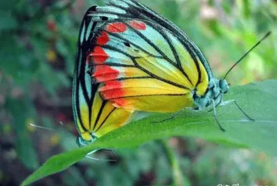 Nature