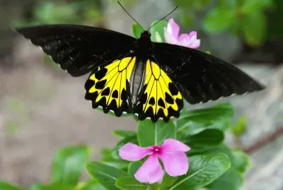 Nature