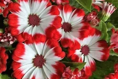 flores