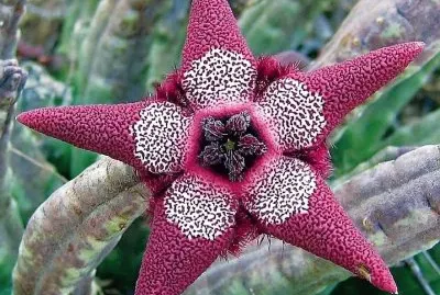 flores