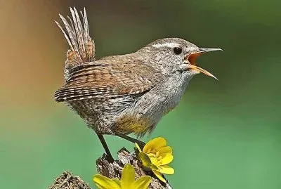 natural
