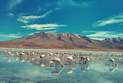 Bolivie des flamands roses