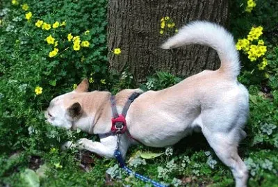 Imagem jigsaw puzzle