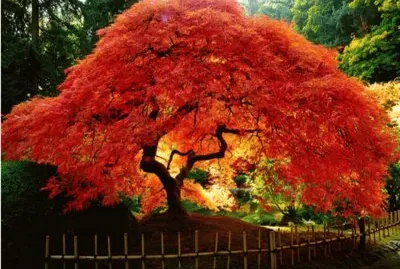 naturaleza jigsaw puzzle