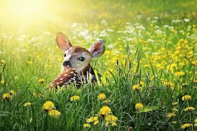 פאזל של natural