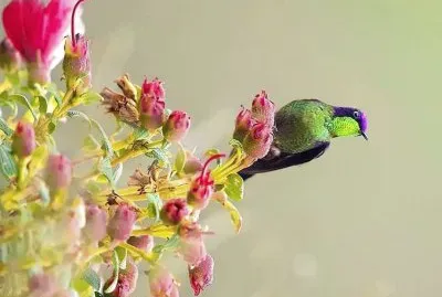 natural