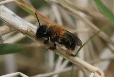 Andrena bicolor
