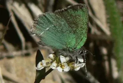Callophrys sheridanii