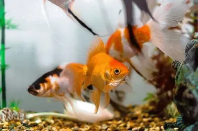 פאזל של animais