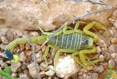 פאזל של Scorpione giallo