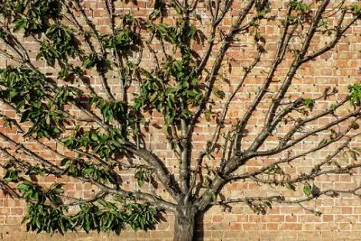 Imagem jigsaw puzzle