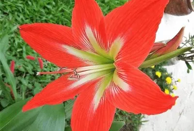 flores jigsaw puzzle