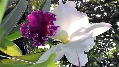 פאזל של flores