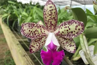 flores jigsaw puzzle