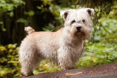 Glen of imaal terrier