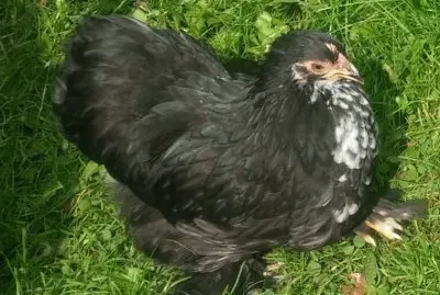 Gallina serema