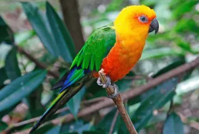 perroquet