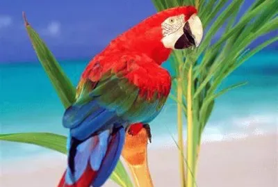 perroquet