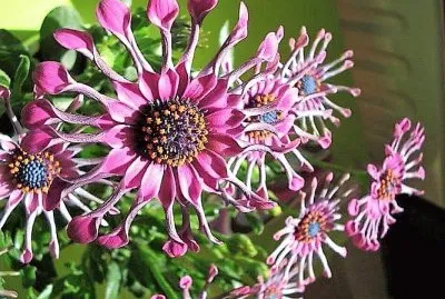 flores