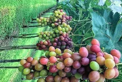 frutas