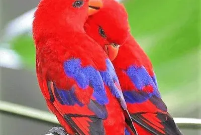 natural