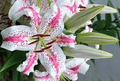 flores jigsaw puzzle