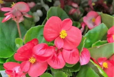 flores jigsaw puzzle