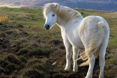 Iceland