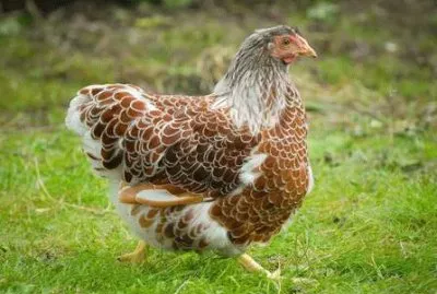 Gallina wyandotte