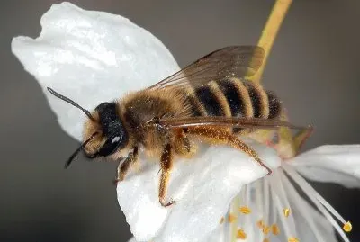 Andrena flavipes jigsaw puzzle