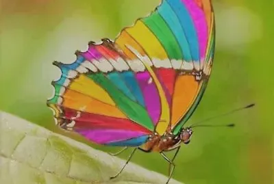cores jigsaw puzzle