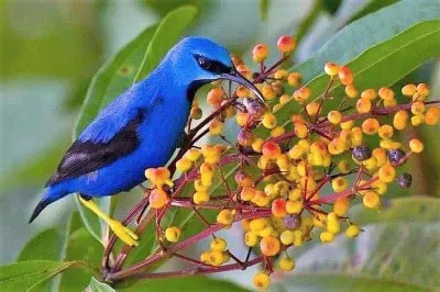 natural jigsaw puzzle