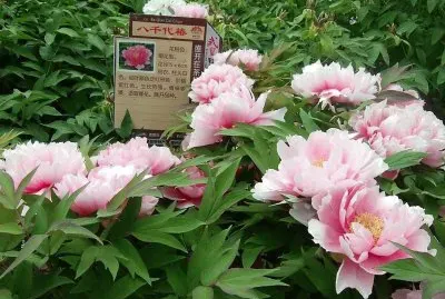 flores