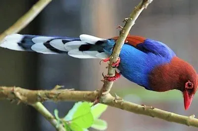natural jigsaw puzzle