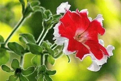 flores