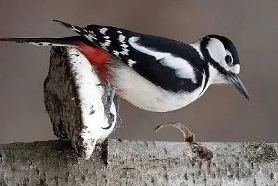 natural jigsaw puzzle