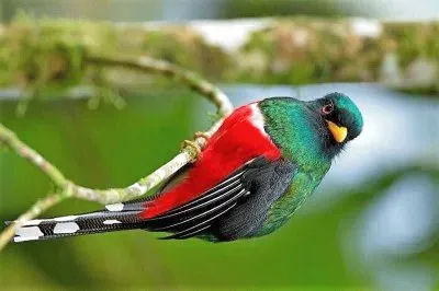 natural jigsaw puzzle