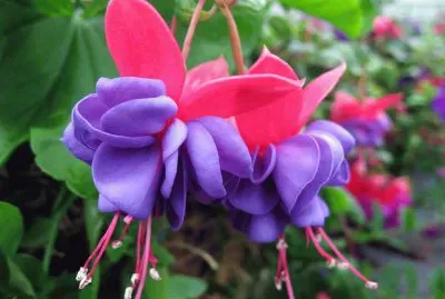 פאזל של Gorgeous Fuchsia Flower